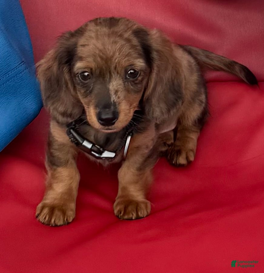 Miniature Dachshund dogs Miniature Dachshund Puppy 1 - Ad 31