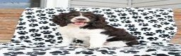 Mixed Breed dogs for sale: Patches - Ad 9