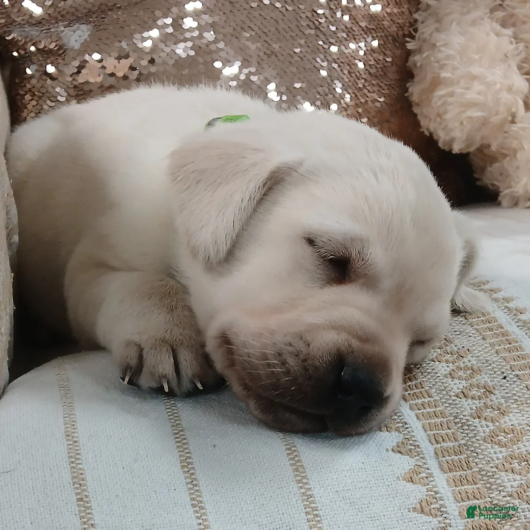 Labrador Retriever dogs for sale: Rocky - Ad 6