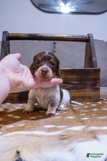 Miniature Dachshund dogs Miniature Dachshund White - Ad 2