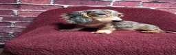 Miniature Dachshund dogs for sale: Chloe - Ad 3
