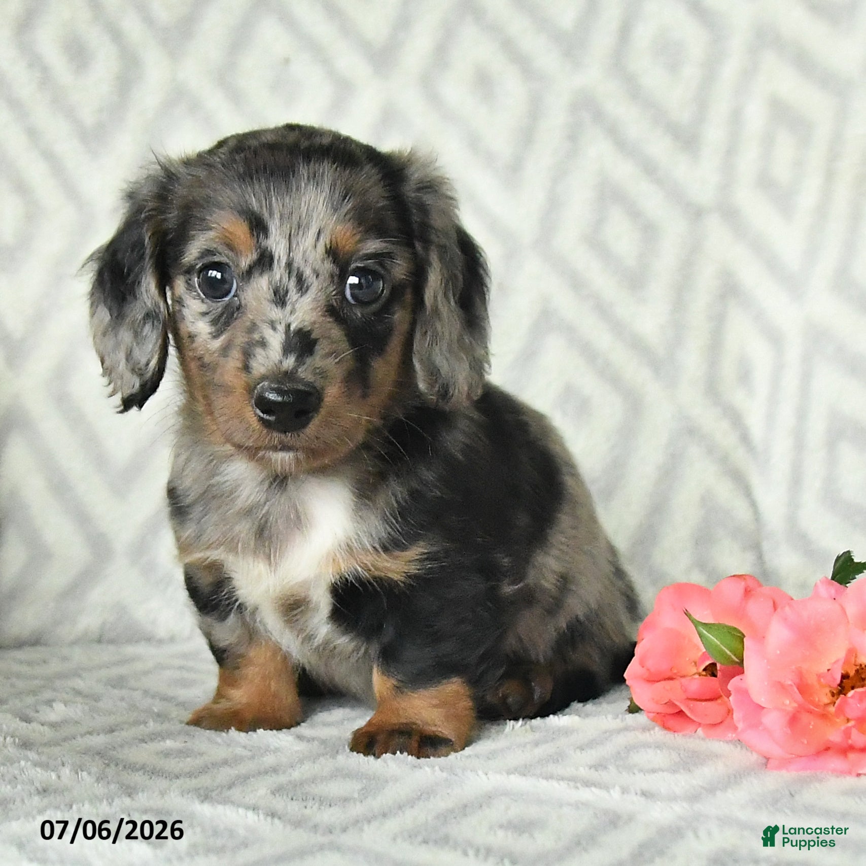 Dachshund dogs Bella   - Ad 2