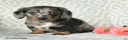 Dachshund dogs for sale: Bella   - Ad 2