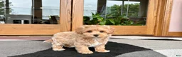 Havapoo dogs for sale: Havapoo Puppy 3 - Ad 3