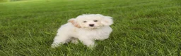 Mixed Breed dogs for sale: Smurf MUNCHKIN BERNEDOODLE - Ad 9