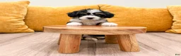 Mini Bernedoodle dogs for sale: Savannah - Ad 4