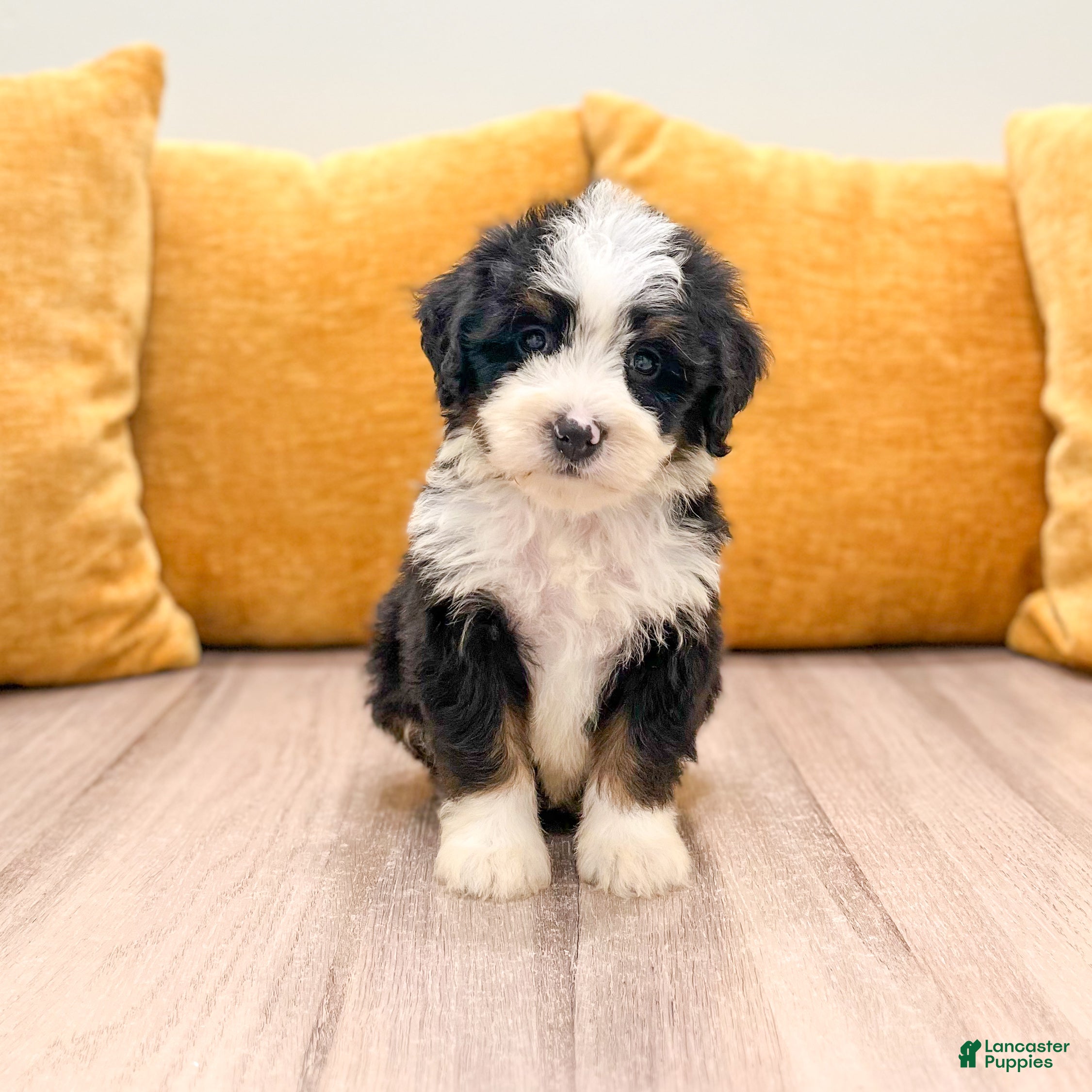 Mini Bernedoodle dogs Hope - Ad 1