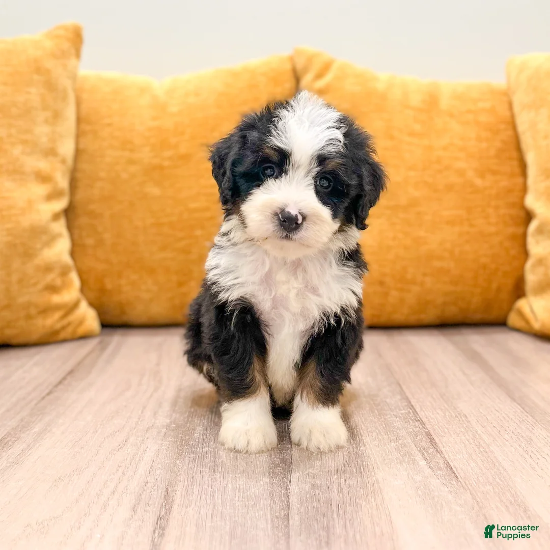 Mini Bernedoodle dogs for sale: Hope - Ad 1