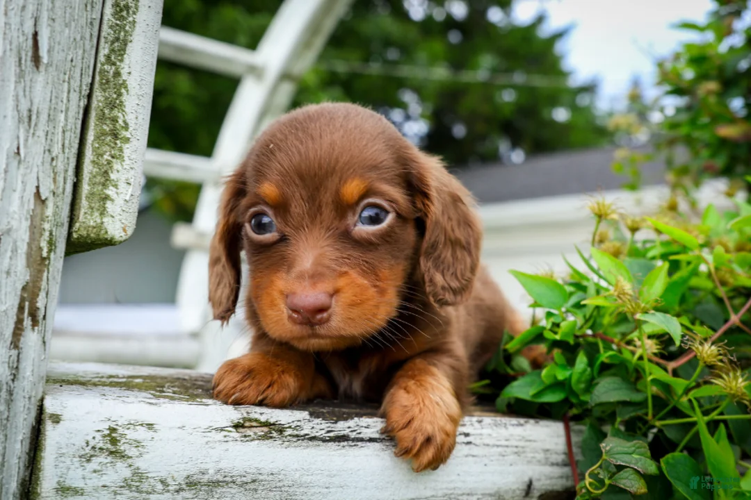 Dachshund dogs for sale: Frankfurter - Ad 2