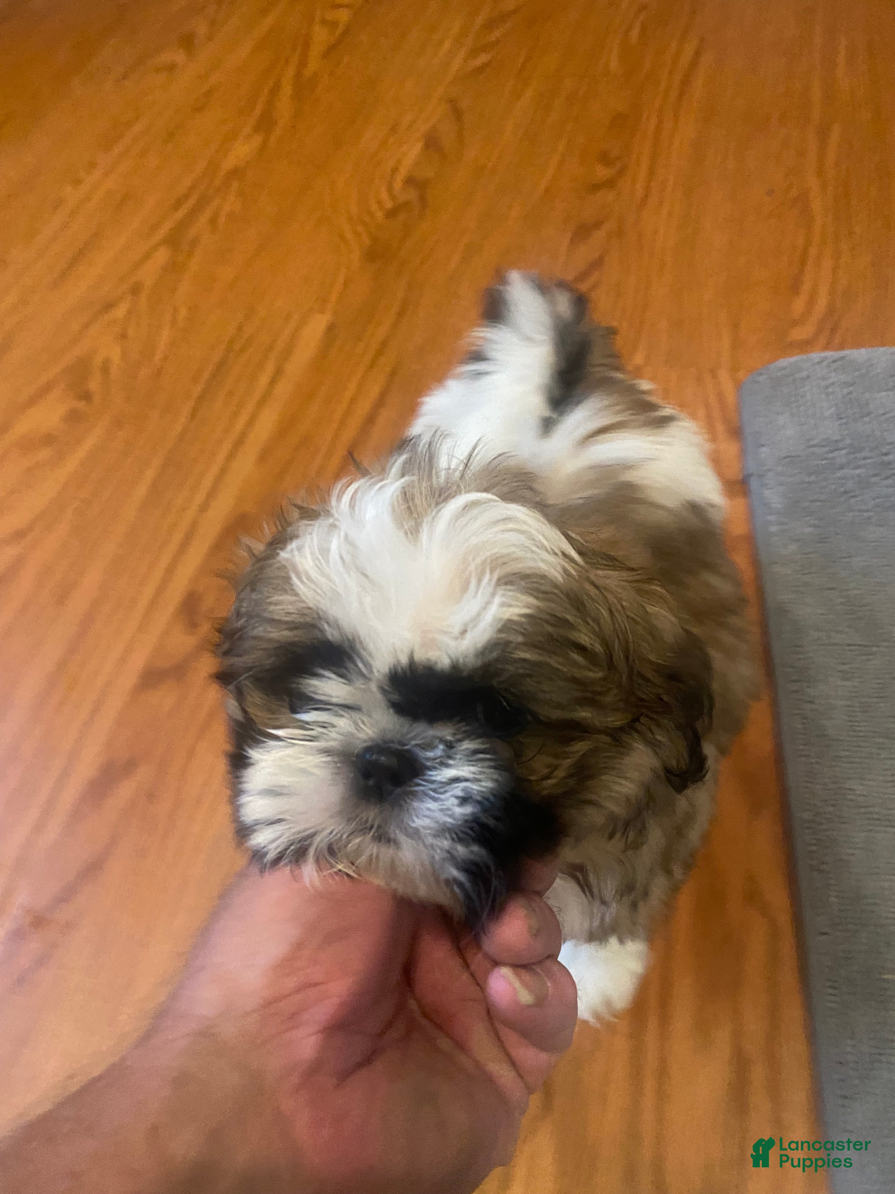 Shih Tzu dogs Shih Tzu 1 - Ad 18
