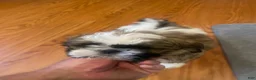Shih Tzu dogs for sale: Shih Tzu 1 - Ad 1