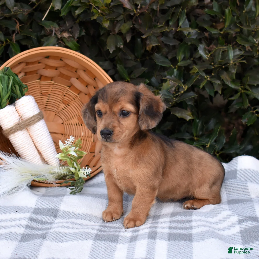 Miniature Dachshund dogs for sale: Biscuit - Ad 2