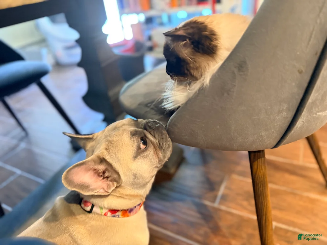 French Bulldog dogs for sale: Stella - Ad 2