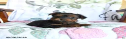 Yorkshire Terrier dogs for sale: Lance  - Ad 3