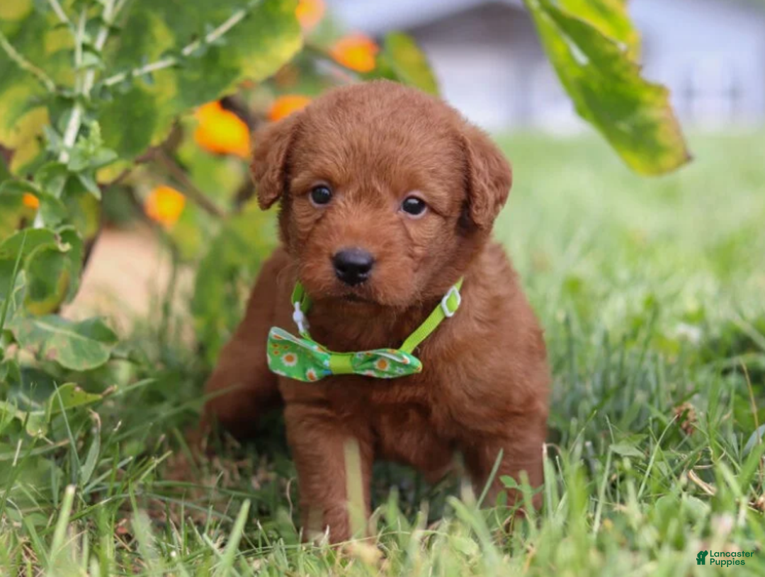 Light Brown Mini Labradoodle Dog Miniature Poodle Miniature