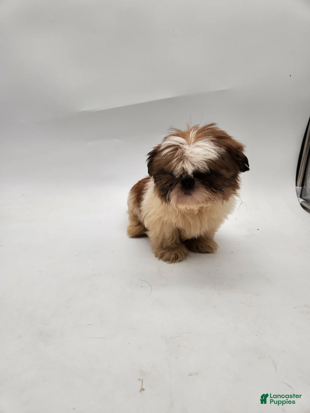Shih Tzu dogs for sale: Bella - Ad 7