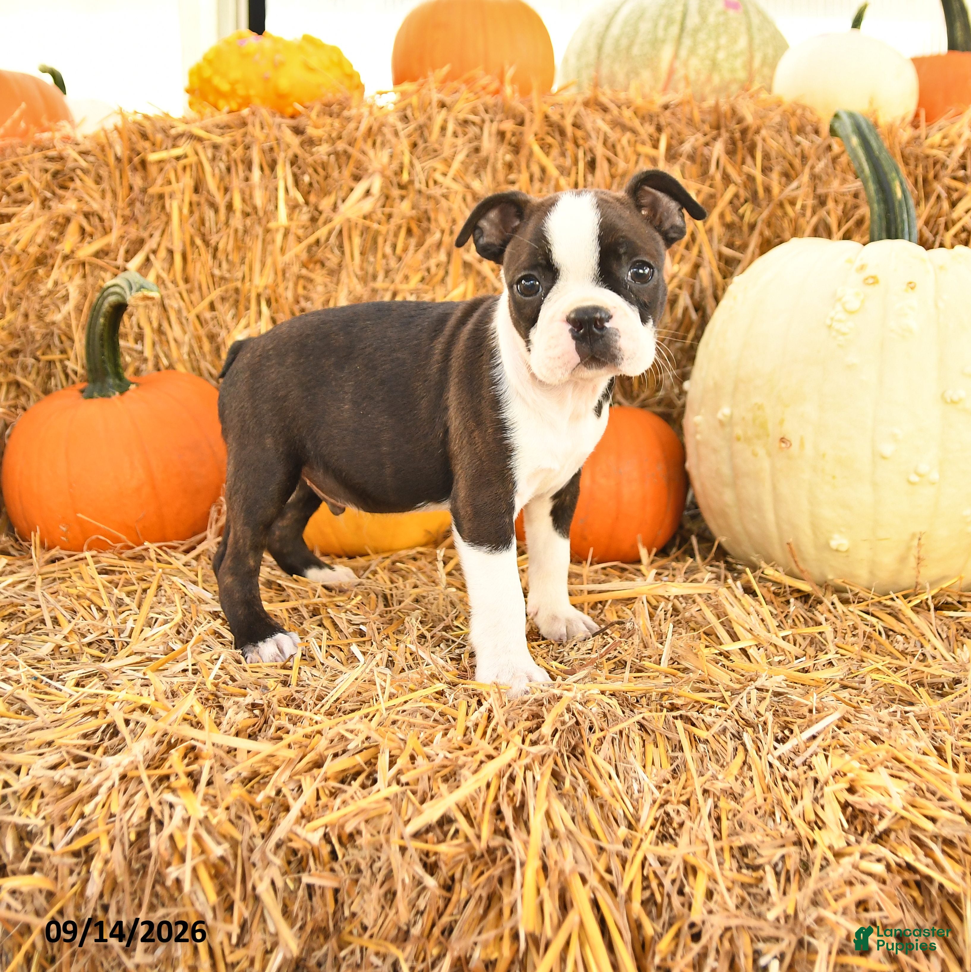 Boston Terrier dogs Ricky  - Ad 1
