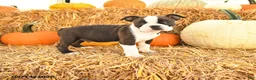 Boston Terrier dogs for sale: Ricky  - Ad 1