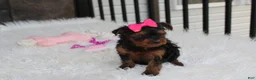 Yorkiepoo dogs for sale: Ella  - Ad 13