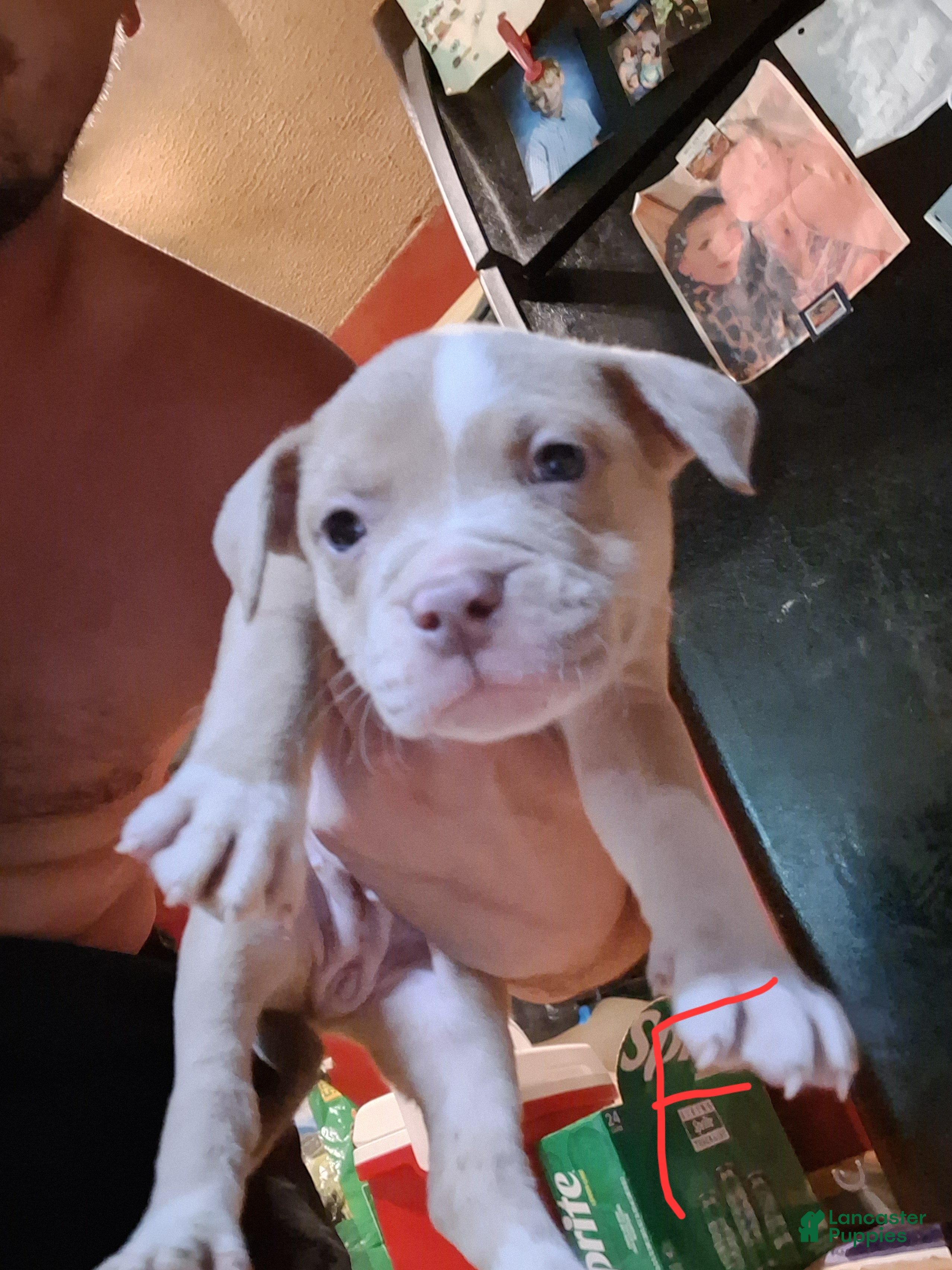 American Pit Bull Terrier dogs American Pit Bull Terrier 1 - Ad 30