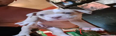 American Pit Bull Terrier 1