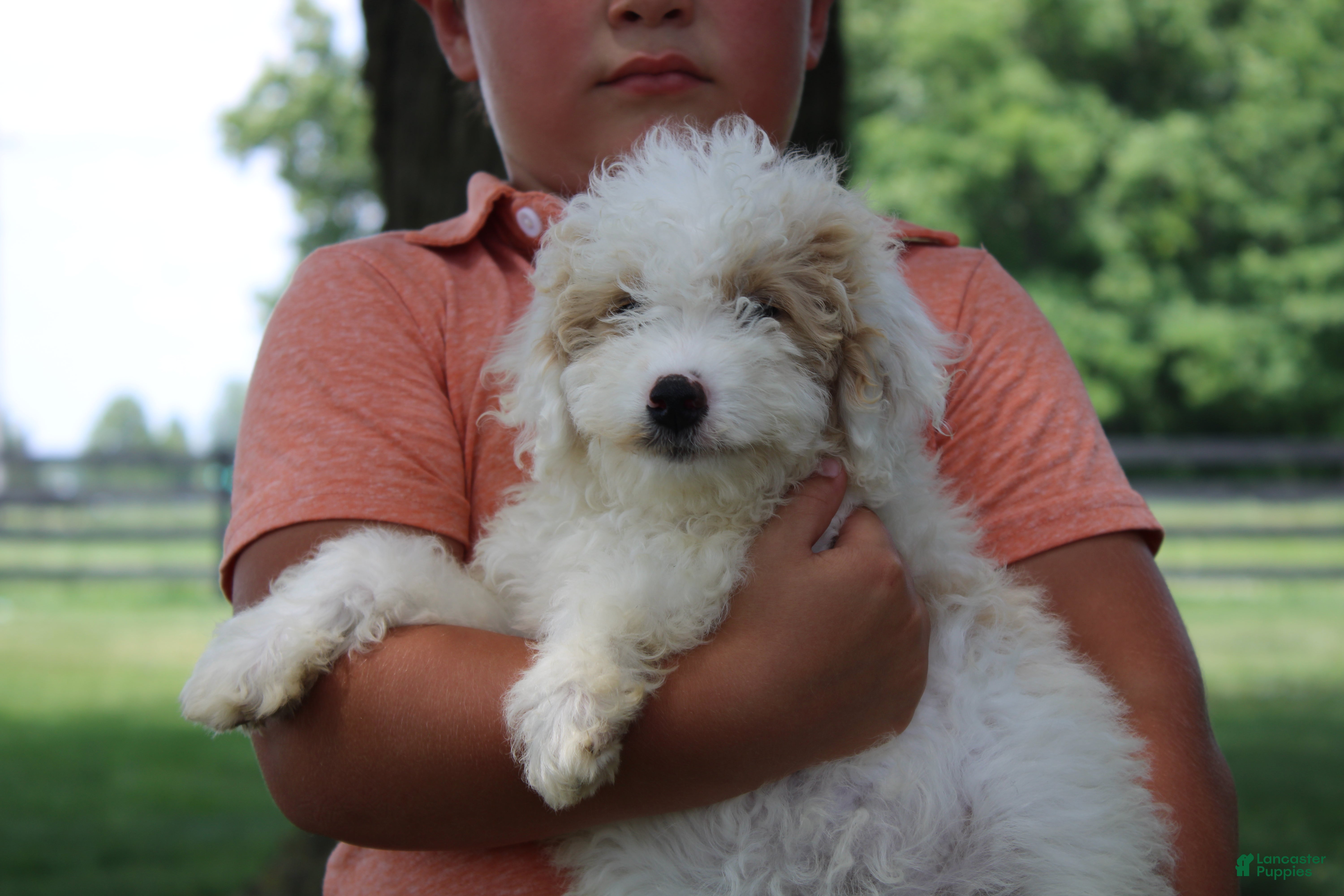 Mini Goldendoodle dogs Tulip - Ad 34