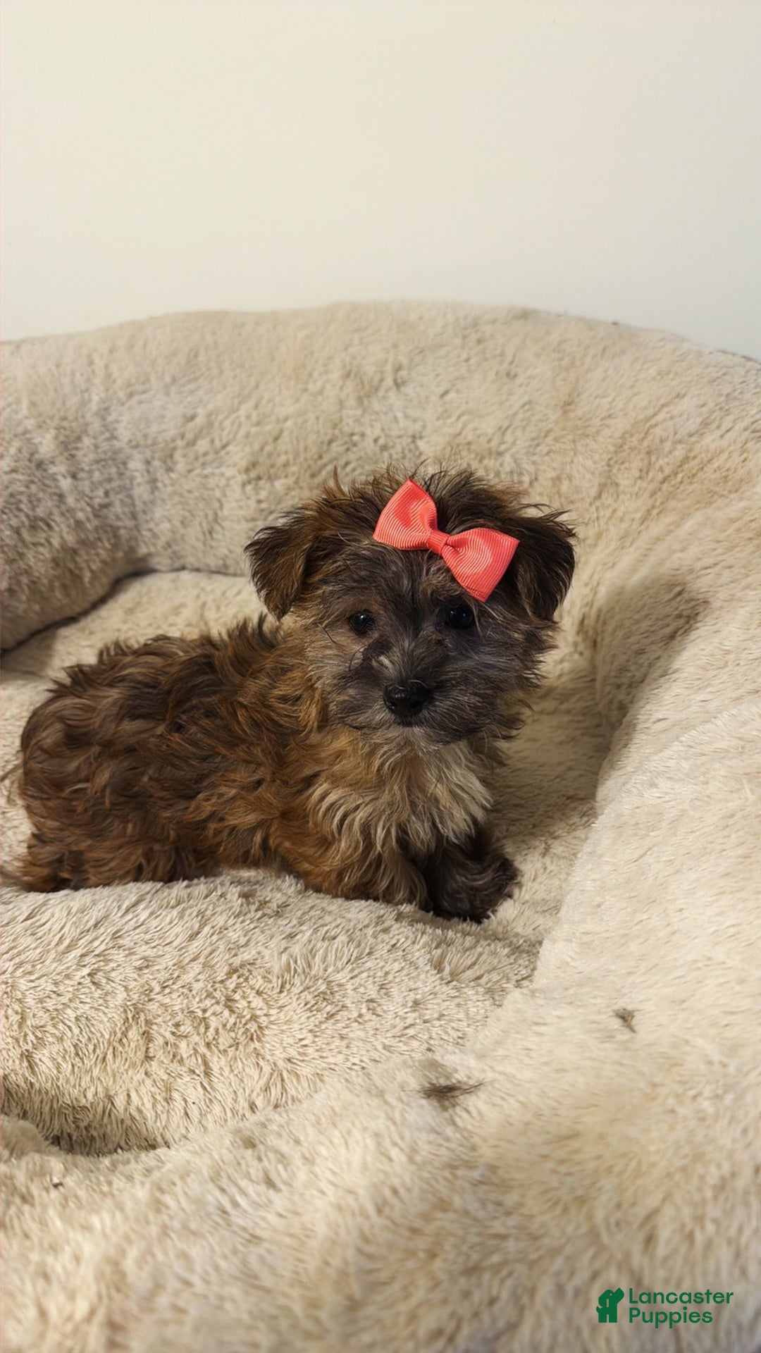Morkie dogs for sale: Emma  - Ad 3