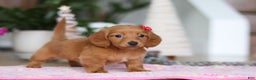 Miniature Dachshund dogs for sale: Grace - Ad 2