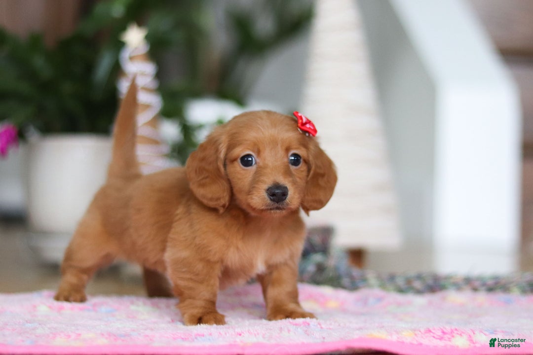 Miniature Dachshund dogs for sale: Grace - Ad 2