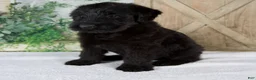 Giant Schnauzer dogs for sale: Kaylie - Ad 4