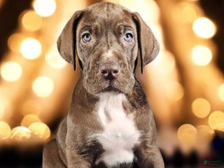 Great Dane dogs Kiara - Ad 3