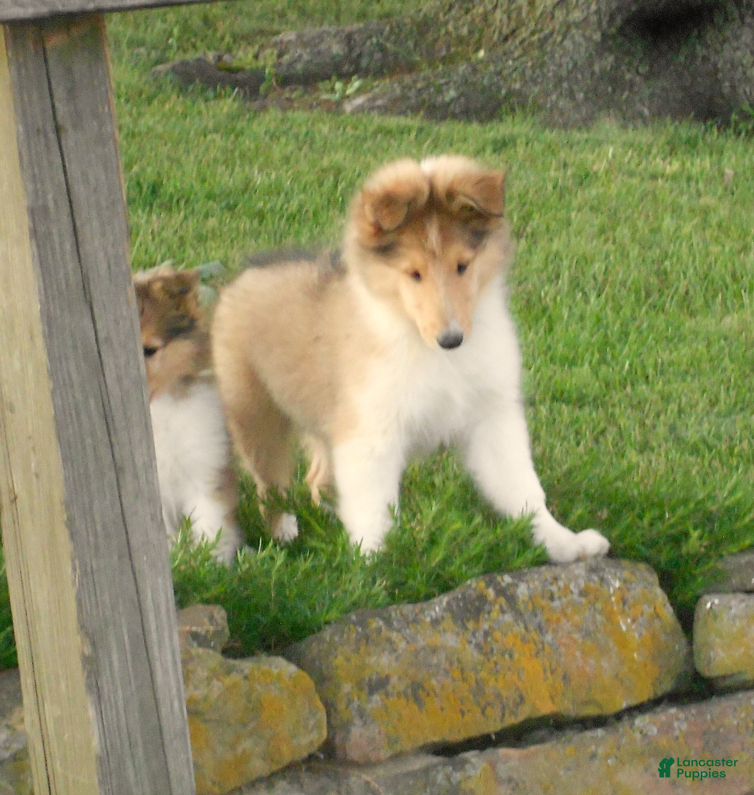 Collie dogs Baker  - Ad 1