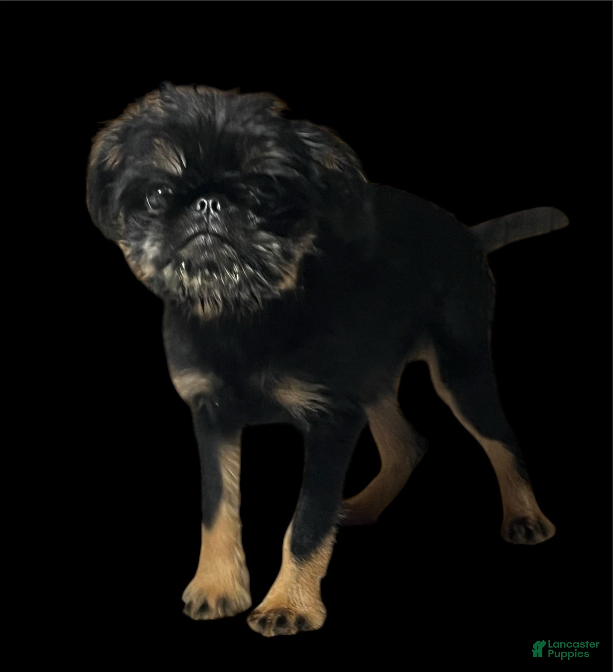 Brussels Griffon dogs Brussels Griffon Female - Ad 1