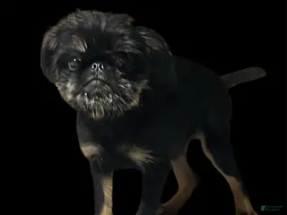 Brussels Griffon dogs for sale: Brussels Griffon Female - Ad 2