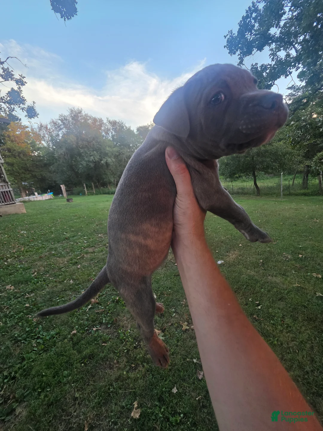 American Bully dogs for sale: American Bully 2 - Ad 1