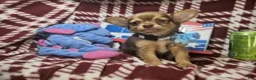 Chihuahua dogs for sale: Odiss (longcoat cocoa) - Ad 3