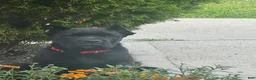 Cane Corso dogs for sale: Cane Corso 2 - Ad 1