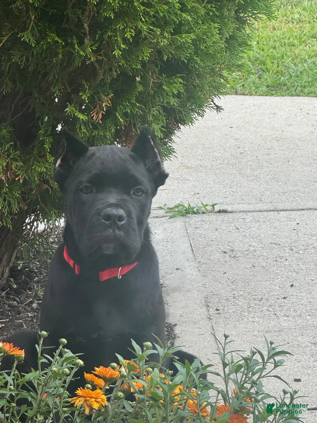Cane Corso dogs for sale: Cane Corso 2 - Ad 1