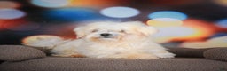 Maltese dogs for sale: Bentley - Ad 8