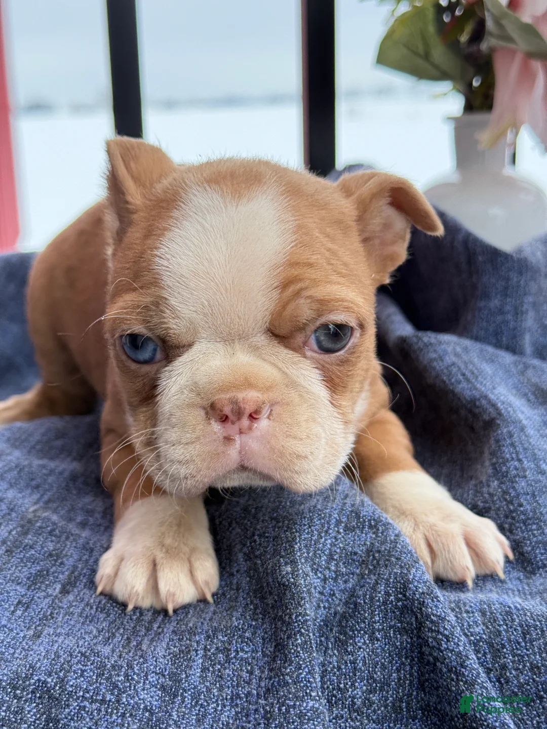 Boston Terrier dogs for sale: Beauty - Ad 9