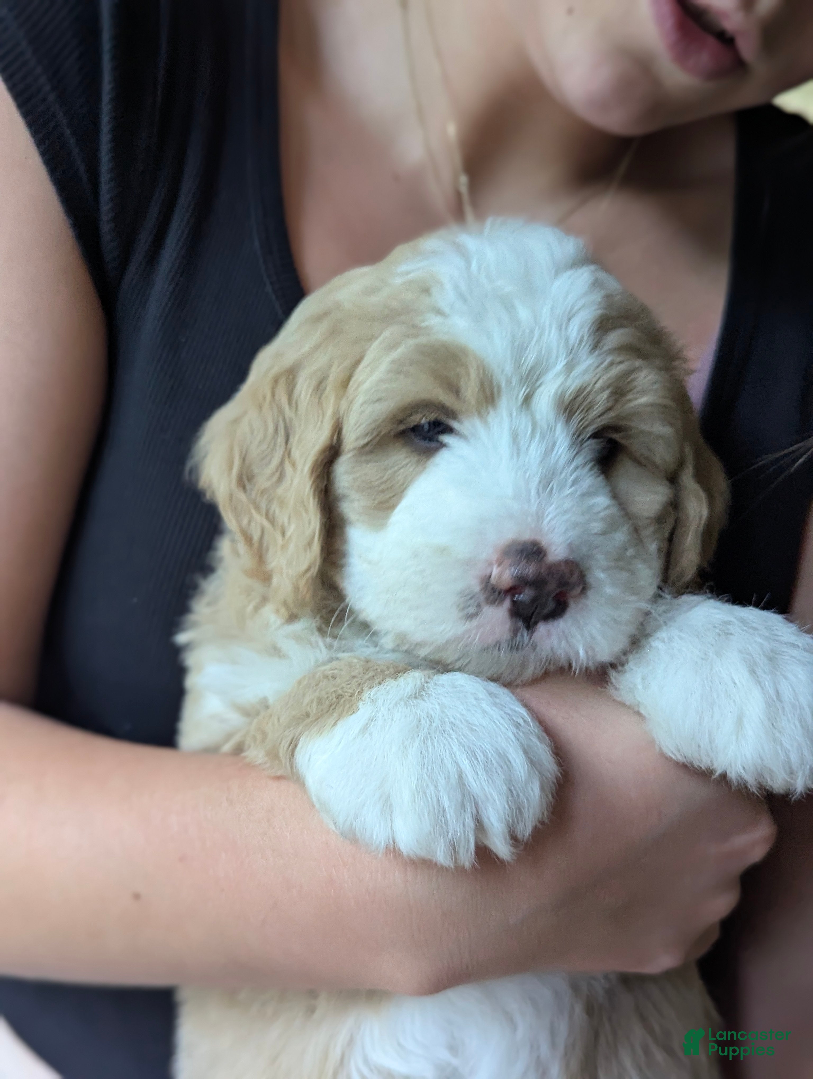 Mini Bernedoodle dogs Percy, Adorable F3 Mini Bernedoodle! - Ad 1