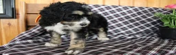 Bernedoodle dogs for sale: Tulip - Ad 2