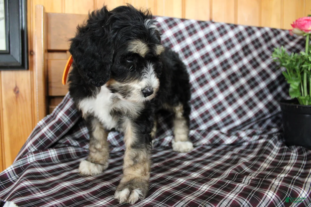 Bernedoodle dogs for sale: Tulip - Ad 2