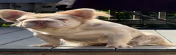 French Bulldog dogs for sale: French Bulldog 1 - Ad 1