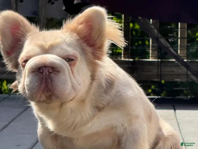 French Bulldog dogs French Bulldog 1 - Ad 9