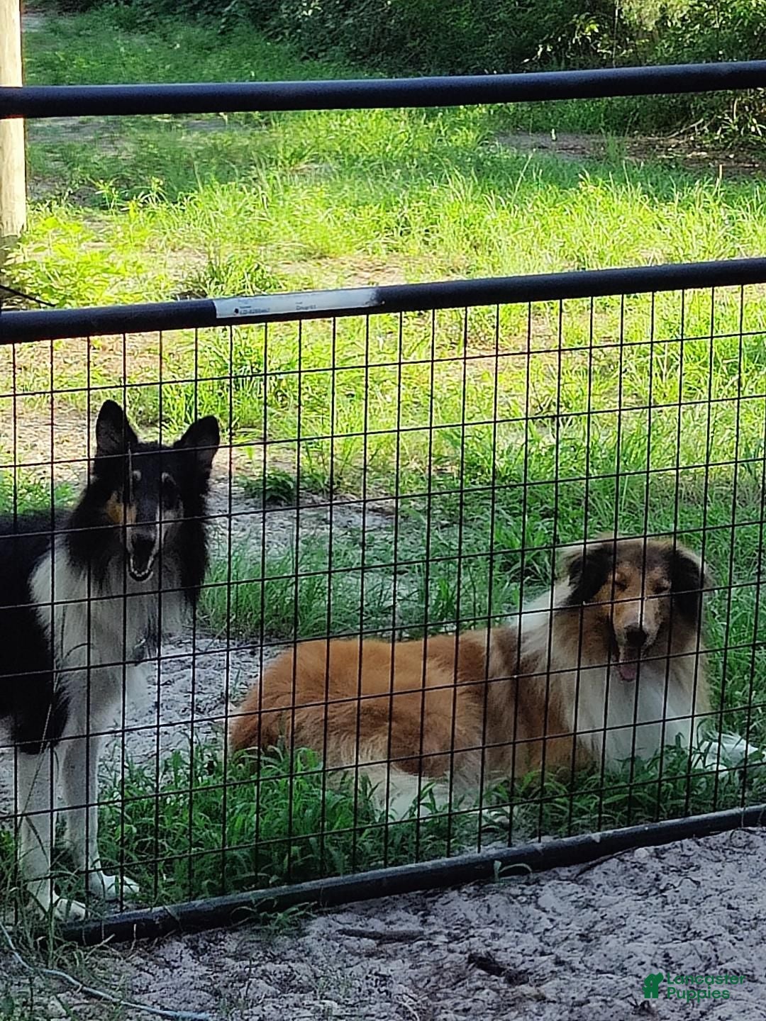 Collie dogs Collie 4 - Ad 2