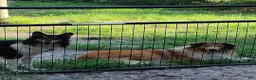 Collie dogs for sale: Collie 2 - Ad 2
