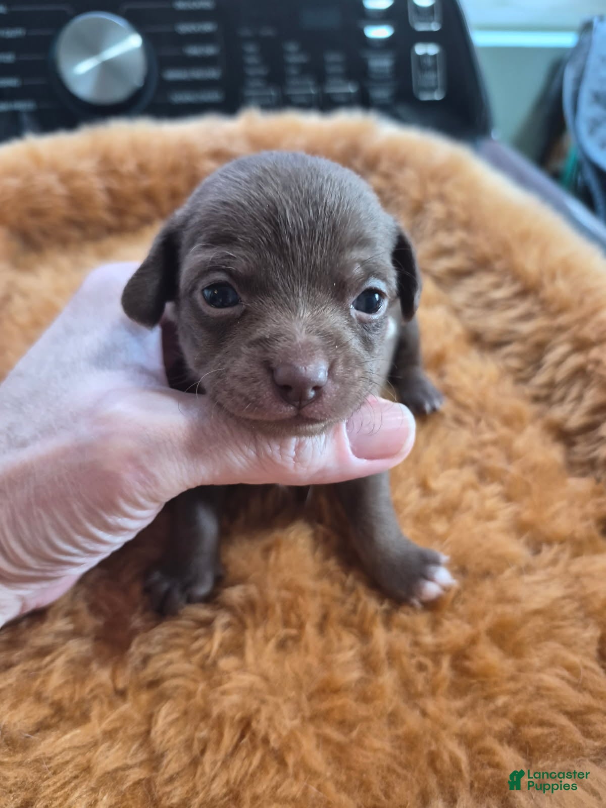 Chihuahua dogs Chihuahua Puppy 5 - Ad 1