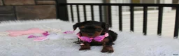 Yorkiepoo dogs for sale: Evelyn  - Ad 8