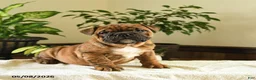 English Bulldog dogs for sale: Elizabeth - Ad 1